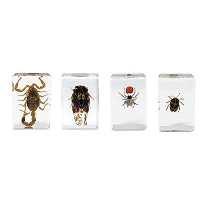 Celestron Real 3D Scorpion, Cicada, Orb-Weaver & Beetle Resin Specimen Set - size: CELESTRON 3D Bug Specimen KIT #4