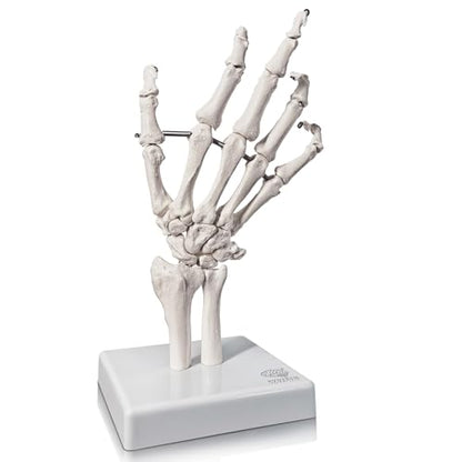 Human Hand Anatomical Skeleton Model with Articulated Joints