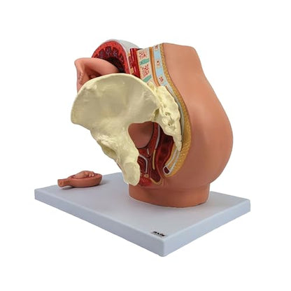 Axis Scientific Anatomy Model of Pregnancy Pelvis