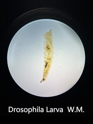 10 Prepared Whole Microscope Slides Set