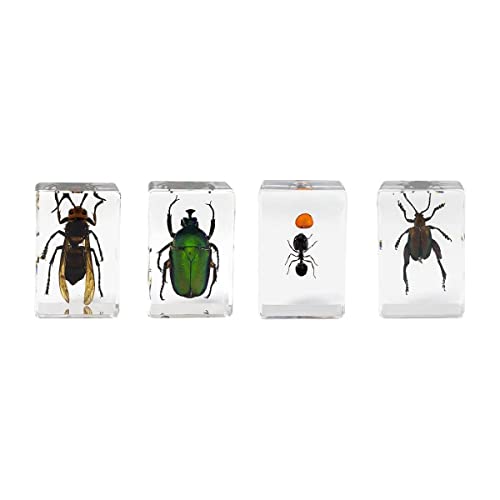 Celestron Real 3D Wasp, Ant, Chafer & Beetle Resin Specimen Set - size: CELESTRON 3D Bug Specimen KIT #5