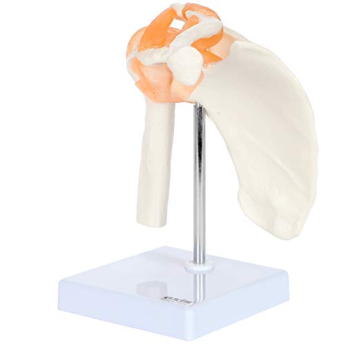 Axis Scientific Human Shoulder Joint Model with Functional Ligaments