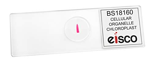 EISCO Chloroplasts - Prepared Microscope Slide - 75 x 25mm - Biology & Microscopy - size: Single Slide