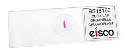 EISCO Chloroplasts - Prepared Microscope Slide - 75 x 25mm - Biology & Microscopy - size: Single Slide