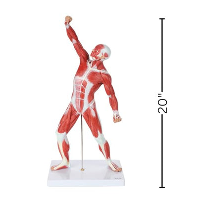 Axis Scientific 20" Miniature Human Muscular Figure