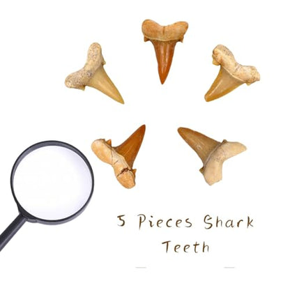 Authentic Shark Teeth Fossils with Collection Box & Magnifier, 5 Pack - color: Shark Teeths