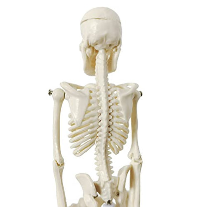 21cm Human Skeleton Model Skeleton Human Model Adult Small Skeleton Teaching Model Spine Whole Body