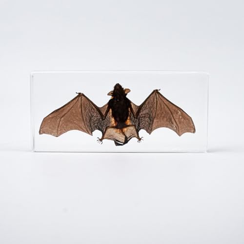 Bat Specimen, Real High Quality Resin Bat Specimen for Science Classroom Science Education, Biology, Collections, Animal Study Enthusiasts, Quirky Animal Skulls (Bat 5.6x2.6x0.8 Inch) - color: Bat 5.6x2.6x0.8 Inch