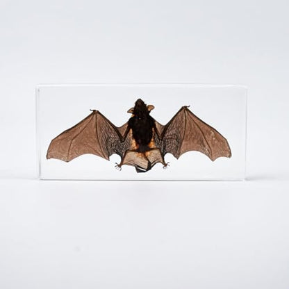 Bat Specimen, Real High Quality Resin Bat Specimen for Science Classroom Science Education, Biology, Collections, Animal Study Enthusiasts, Quirky Animal Skulls (Bat 5.6x2.6x0.8 Inch) - color: Bat 5.6x2.6x0.8 Inch