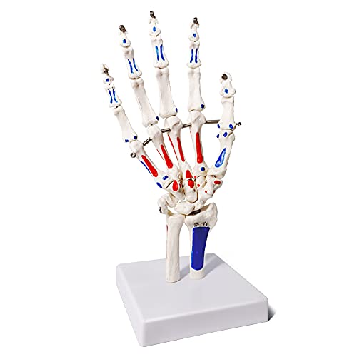EVOTECH SCIENTIFIC Hand Skeleton Model W/Muscles Insertions&Origins Painted