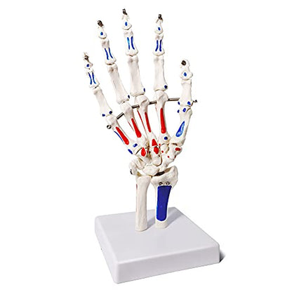 EVOTECH SCIENTIFIC Hand Skeleton Model W/Muscles Insertions&Origins Painted
