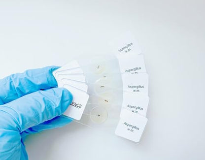 Aspergillus Prepared Microscope Slides, 5 Pack Aspergillus Slides Show Fungal Spores, Learn About The Structure of Brown Mold and Reproduction
