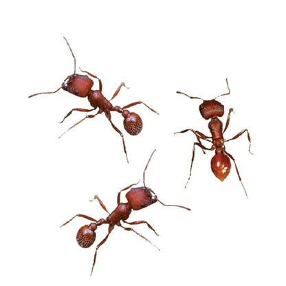 Insect Lore Ant Habitat Refill - 25 Live Ants and Refill Sand - Native Harvester Ants