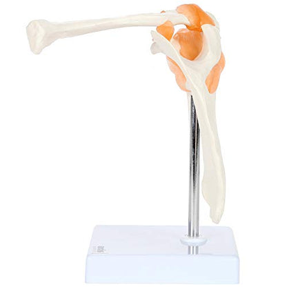 Axis Scientific Human Shoulder Joint Model with Functional Ligaments