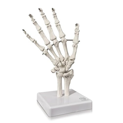 Human Hand Anatomical Skeleton Model with Articulated Joints