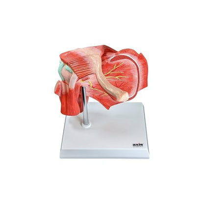 Axis Scientific Life-Size Muscled Shoulder Joint Model