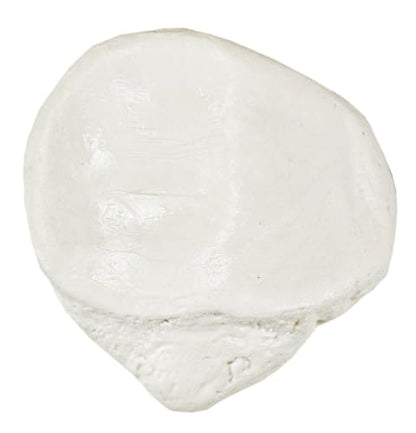 Axis Scientific Patella Bone Model, Left