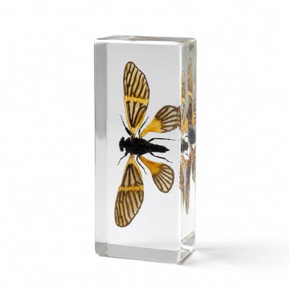 Real Insect Specimen,Taxidermy Cicada Specimen in Resin Display - color: Cicada Specimen