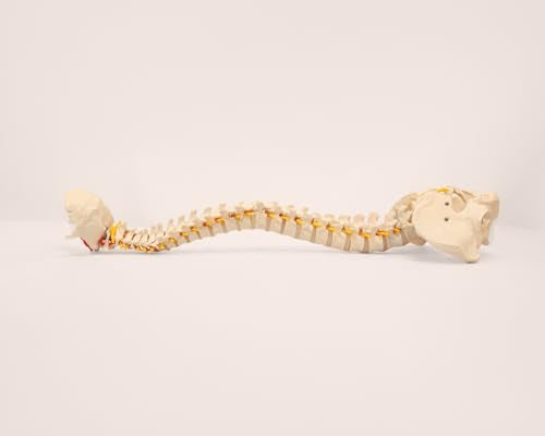 Axis Scientific 34" Life Size Spine Model with Nerves, Vertebrae, Arteries, Lumbar Column, Male Pelvis, Includes Durable Stand and Full Color Product Manual