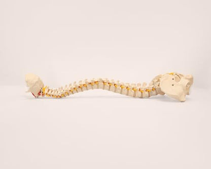 Axis Scientific 34" Life Size Spine Model with Nerves, Vertebrae, Arteries, Lumbar Column, Male Pelvis, Includes Durable Stand and Full Color Product Manual