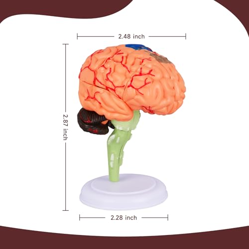 Brain Model, 32-Part Detachable Anatomy Kit