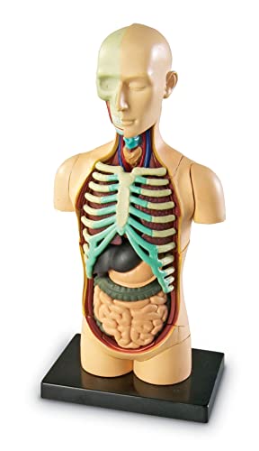 Learning Resources Human Anatomy Model Body