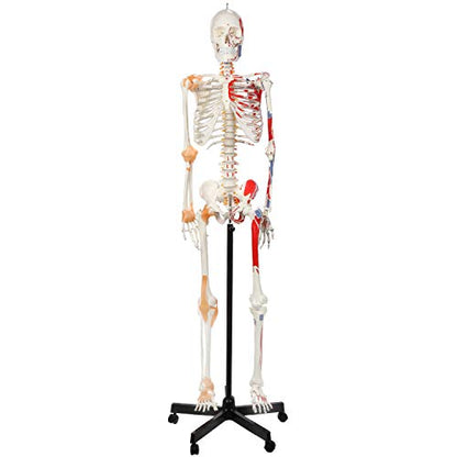 Axis Scientific Flexible Skeleton Anatomical Model