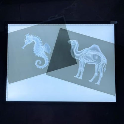 Animal X-ray Educational Set 15 Pieces for Light Table Science Learning