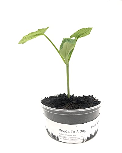 Seeds in A Cup - Plant Growing Kit (Chamomile) - style: Chamomile