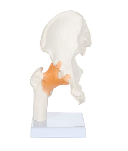 Axis Scientific Functional Joint Anatomy Model Set Includes Flexible