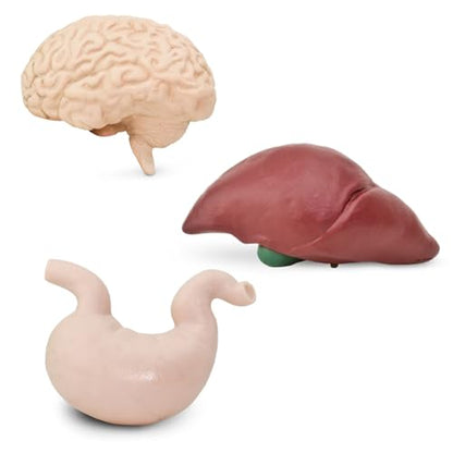 Safari Ltd. Human Organs TOOB - 8 Mini Figurines Including Brain, Heart, Lungs, Liver, Kidneys, Stomach, and Intestines - Anatomy Educational Toy Figures for Boys, Girls & Kids Ages 3+