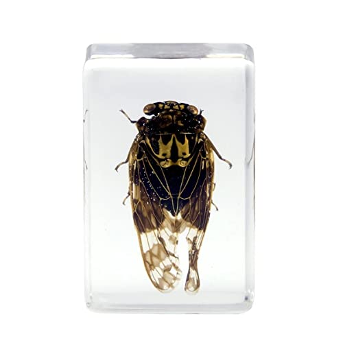 Celestron Real 3D Scorpion, Cicada, Orb-Weaver & Beetle Resin Specimen Set - size: CELESTRON 3D Bug Specimen KIT #4