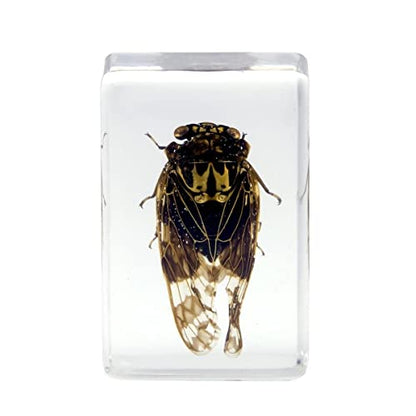Celestron Real 3D Scorpion, Cicada, Orb-Weaver & Beetle Resin Specimen Set - size: CELESTRON 3D Bug Specimen KIT #4