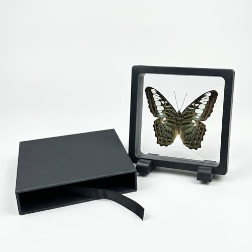 1pc Real Butterfly Specimen PE Film Suspension Box Elegant Black Frame Keepsake for Nature Lovers Scientific Specimen Display (Parthenos Sylvia Butterfly) - color: Parthenos Sylvia Butterfly