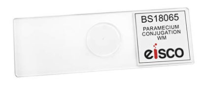 EISCO Paramecium Conjugation, Whole Mount - Prepared Microscope Slide - 75 x 25mm - Biology & Microscopy - size: Single Slide