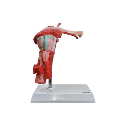 Axis Scientific Life-Size Muscled Shoulder Joint Model