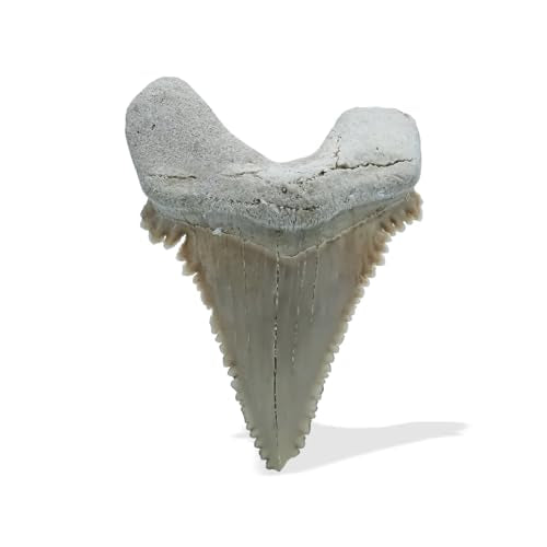 Starborn Rare Collector's Fossils - style: Large Tooth