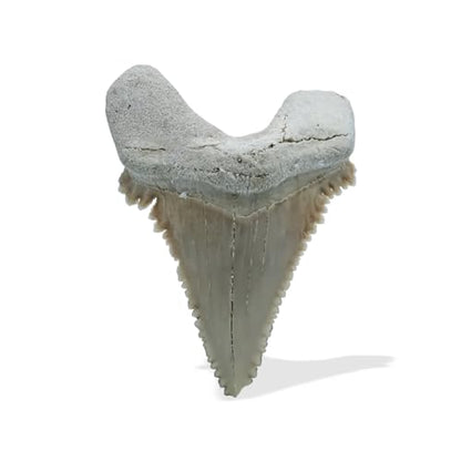 Starborn Rare Collector's Fossils - style: Large Tooth