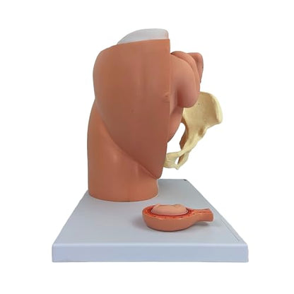 Axis Scientific Anatomy Model of Pregnancy Pelvis