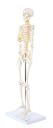 Axis Scientific Mini Human Skeleton Model with Metal Stand