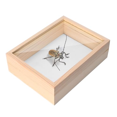 Saihisday Insect Display Case Box Small Bug Display Case Shadow Box
