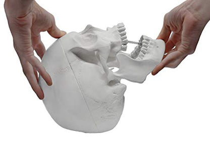 hBARSCI Human Skull Model - Medical Quality - 3 Parts with Removable Calvaria & Articulated Mandible - Anatomy Skull, Plastic Skull Replica, Life Size Skull
