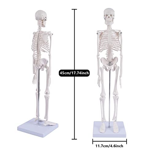 NLShan Human Skeleton Model for Anatomy: Scientific Model with Movable Arms, Legs & Display Stand - 17" Mini Human Skeleton Model for Study and Display - color: White