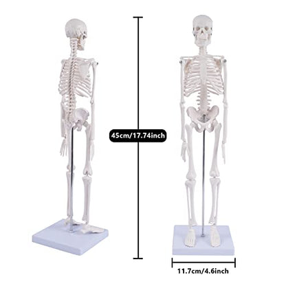 NLShan Human Skeleton Model for Anatomy: Scientific Model with Movable Arms, Legs & Display Stand - 17" Mini Human Skeleton Model for Study and Display - color: White