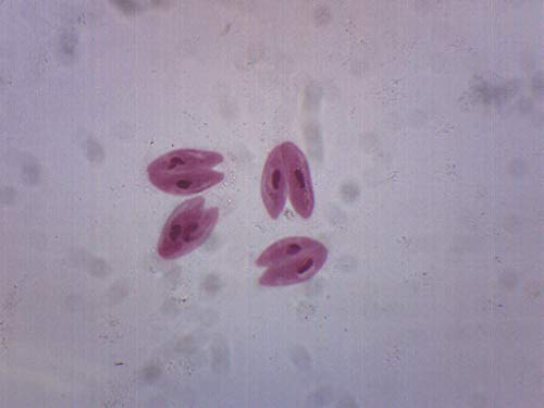 EISCO Paramecium Conjugation, Whole Mount - Prepared Microscope Slide - 75 x 25mm - Biology & Microscopy - size: Single Slide