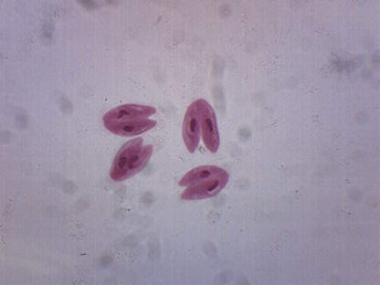 EISCO Paramecium Conjugation, Whole Mount - Prepared Microscope Slide - 75 x 25mm - Biology & Microscopy - size: Single Slide