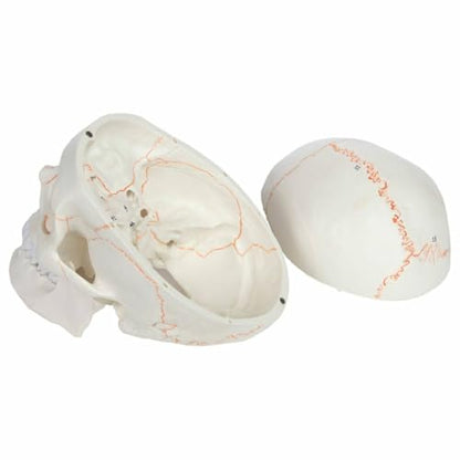 Wellden Medical Anatomical Human Skull Model, 3-Part, Numbered, Life Size