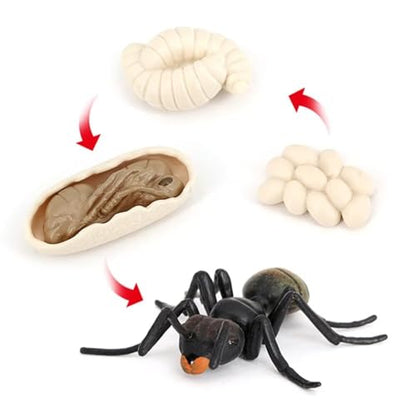 Ant Growth Cycle, Animal Growth Cycle Biological Model Toy Growth Stage Lifelike Ant Life Cycle Model Toy Set for Kids Education Insect Themed Party Favors - style: Ant
