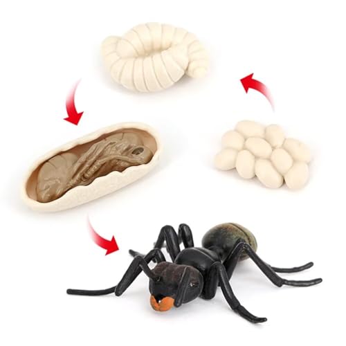 Ant Growth Cycle, Animal Growth Cycle Biological Model Toy Growth Stage Lifelike Ant Life Cycle Model Toy Set for Kids Education Insect Themed Party Favors - style: Ant