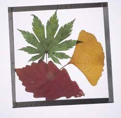 Pressed Leaf Coaster Craft Kit (Makes 25 Projects)